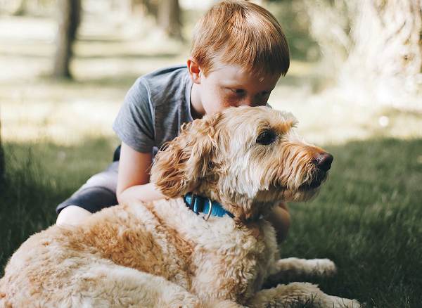 hundefuehrerschein Grundwissen Gefahrenvermeidung im Umgang mit Hunden Kind Familie Hund Praxis für Hunde