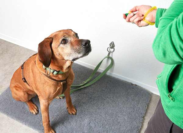 Verhaltenstraining klicken Verhaltenstherapie beratung praxis für hunde stuttgart