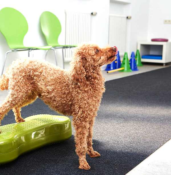 Physiotherapie  Gangbildanalyse Untersuchung des Bewegungsapparates Hund in Praxis