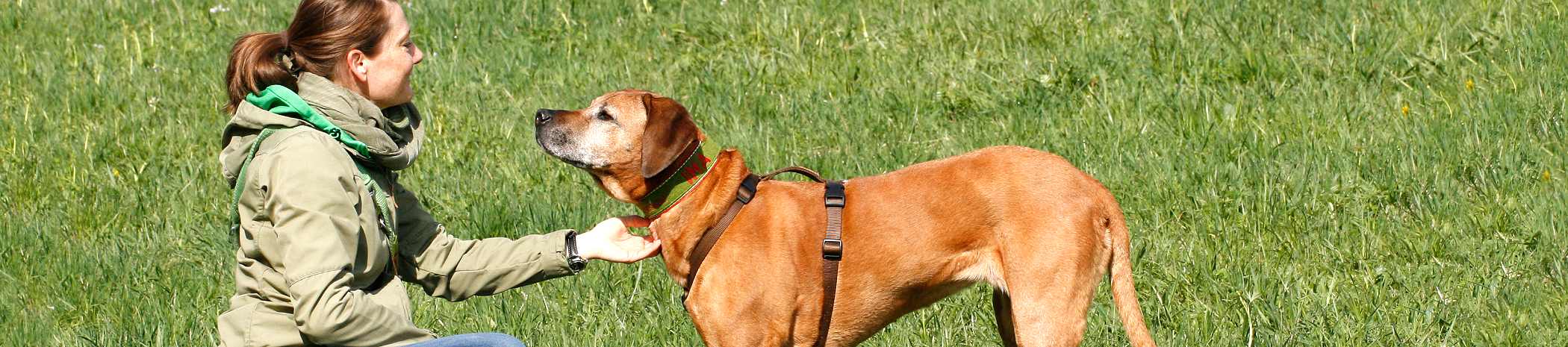 Überweisungspraxis für Verhaltensmedizin und Physiotherapie Hund Mensch verstehen
