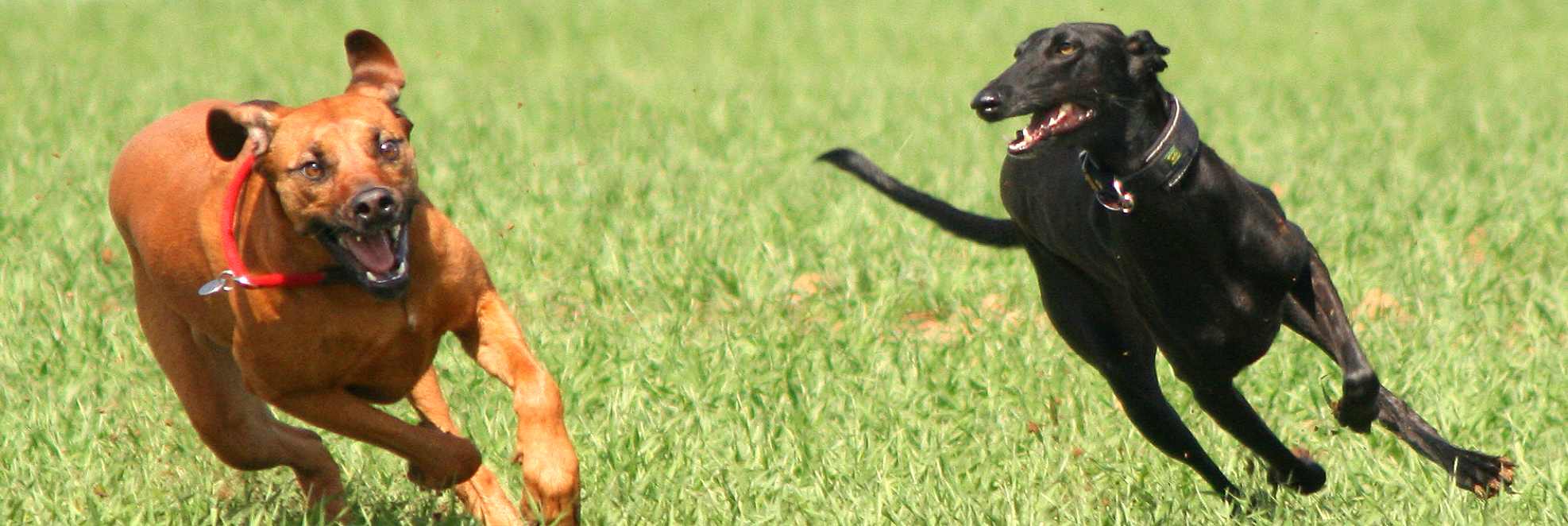 hunde jagen Bwegeung rennen artgerechte Haltung