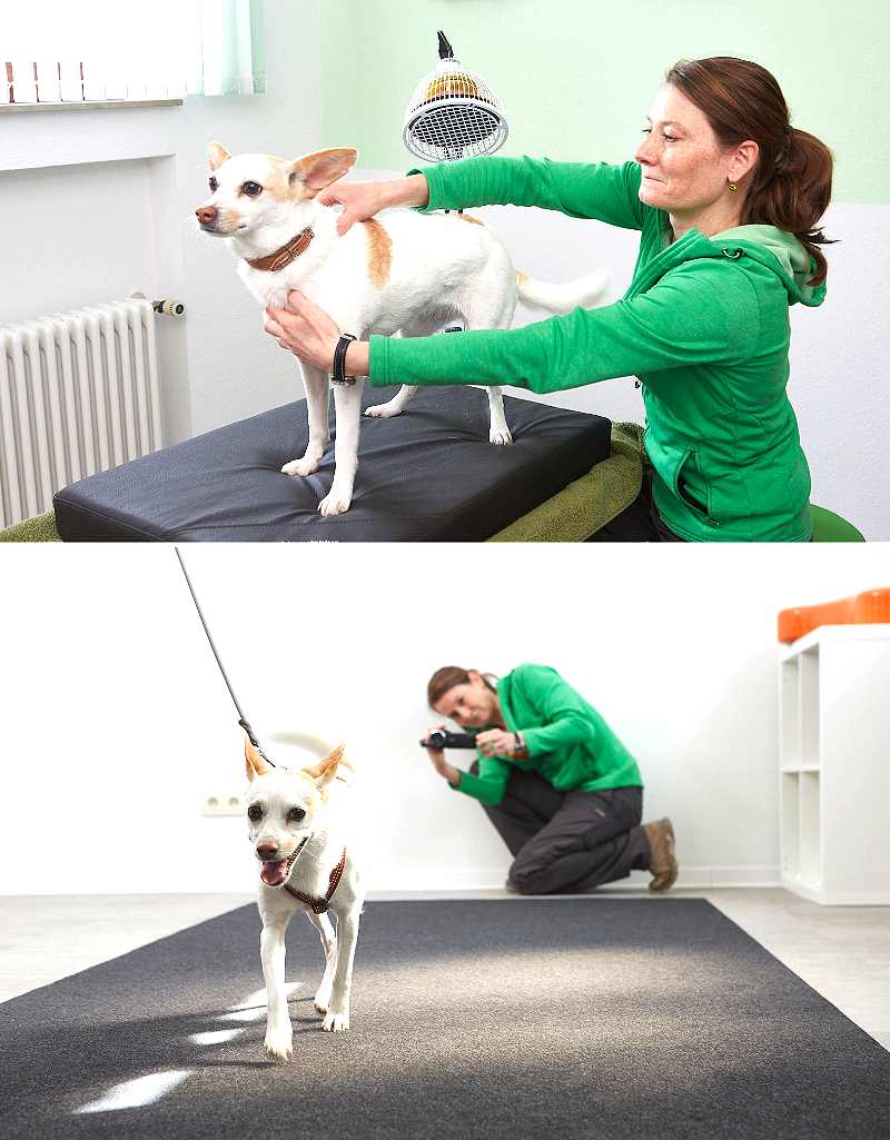 Bewegungs- und optimale Funktionsfähigkeit für Ihren Hund