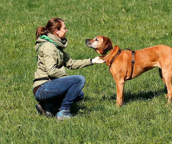 vertrauensvolle Mensch-Hund-Beziehung Frau und Hund Partner Praxis für Hunde Dr. Knipf