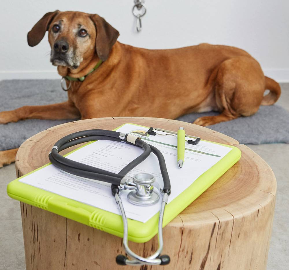 Hund Tierarzttraining praxis für hunde Frau Knipf Probleme mit Hunden Physiotherapie Walddorfhäslach stuttgart
