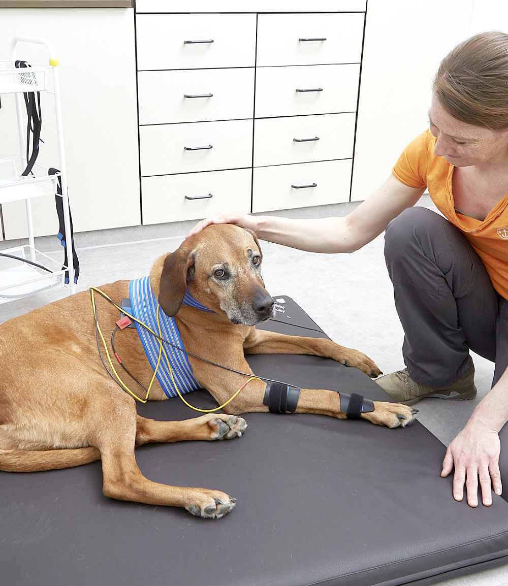 Schmerztherapie Rehabilitation Sport-und Diensthunde praxis für hunde Physiotherapie Walddorfhäslach stuttgart