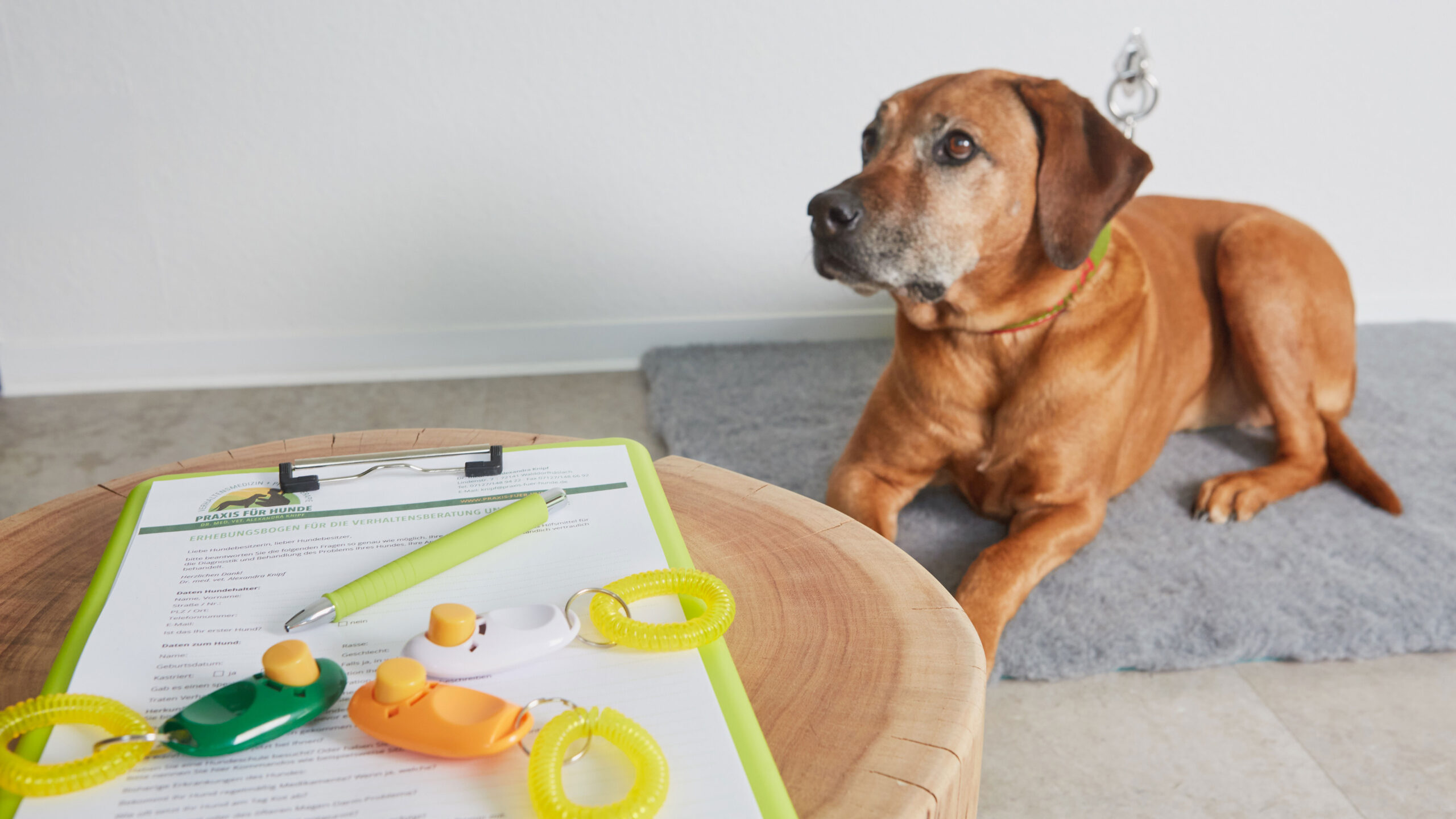 Praxis für Hunde | Dr. Alexandra Knipf | Praxishündin Ima