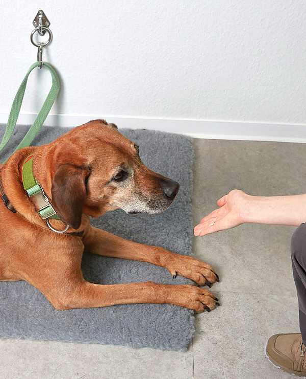 Praxis für Hunde | Dr. Alexandra Knipf und Ima