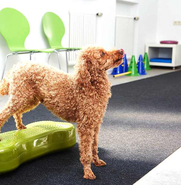 Praxis für Hunde | Dr. Alexandra Knipf