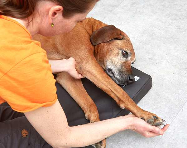 Praxis für Hunde | Dr. Alexandra Knipf - Physiotherapie für den alten Hund