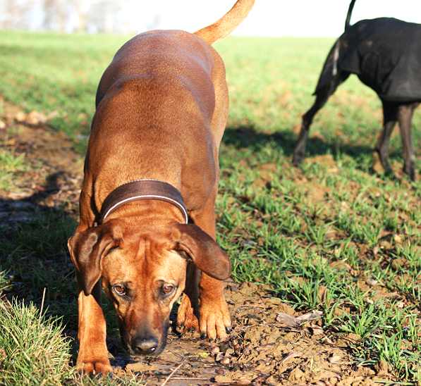Praxis für Hunde | Dr. Alexandra Knipf