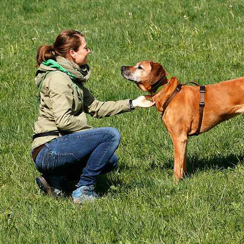 Praxis für Hunde | Dr. Alexandra Knipf