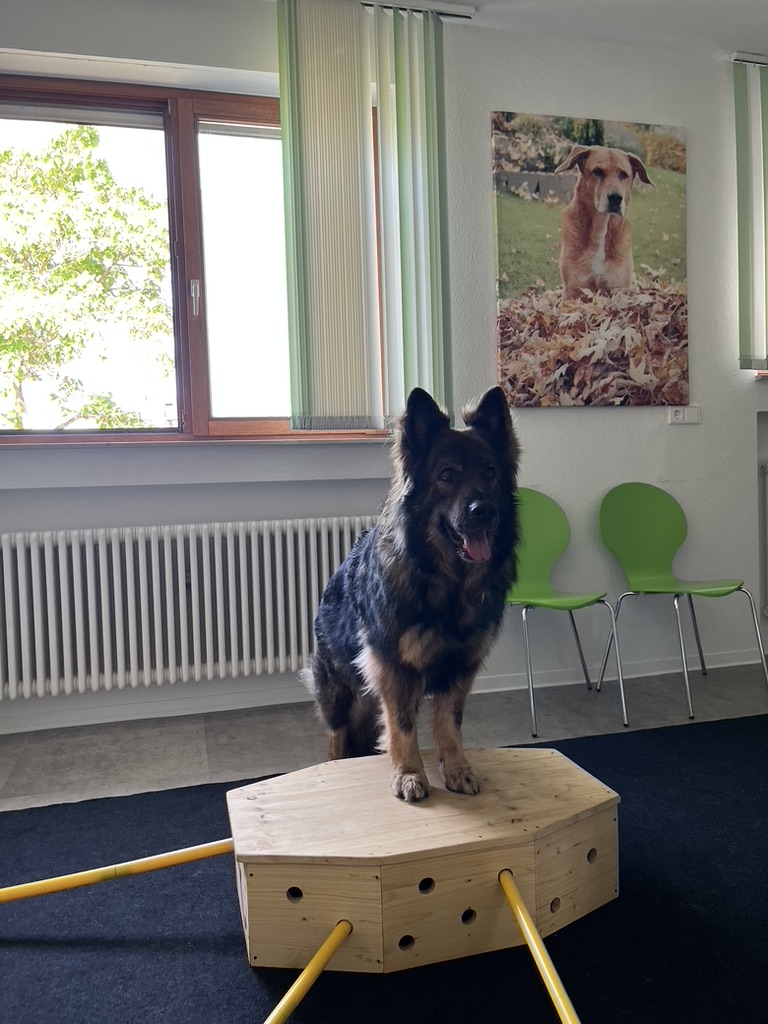 Praxis für Hunde | Dr. Alexandra Knipf - 9-jährige Hundeseniorin Daika in Behandlung