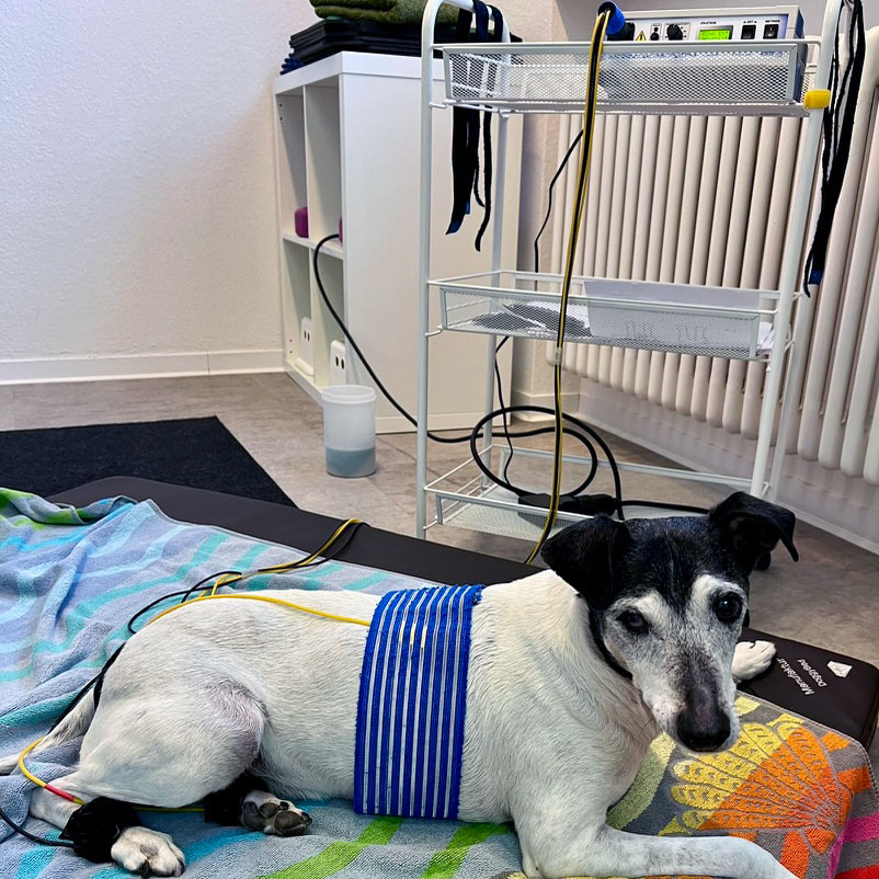 Praxis für Hunde | Dr. Alexandra Knipf - Hundesenior Charlie in Behandlung
