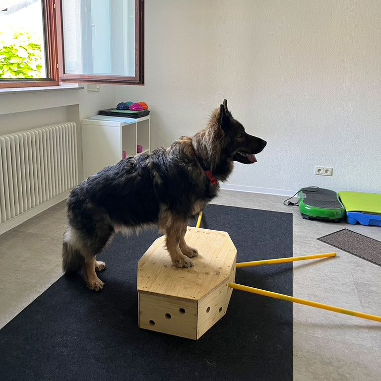 Praxis für Hunde | Dr. Alexandra Knipf - Hundeseniorin Daika in Behandlung